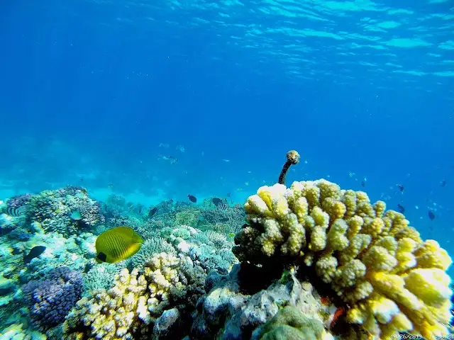 Arrecife de la bahía de Makadi
