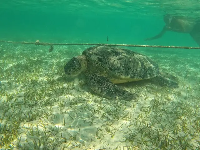 Marsa Mubarak, Marsa Alam