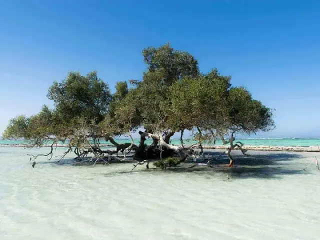 Wadi El Gemal National Park