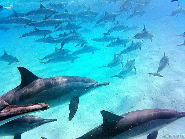 Excursión con delfines al arrecife Sataya